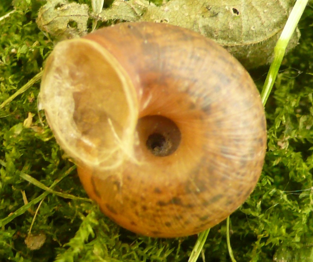 Euomphalia strigella